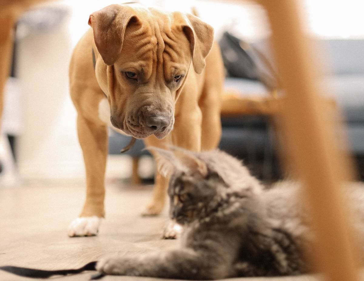 Cão e gato para animal de estimação