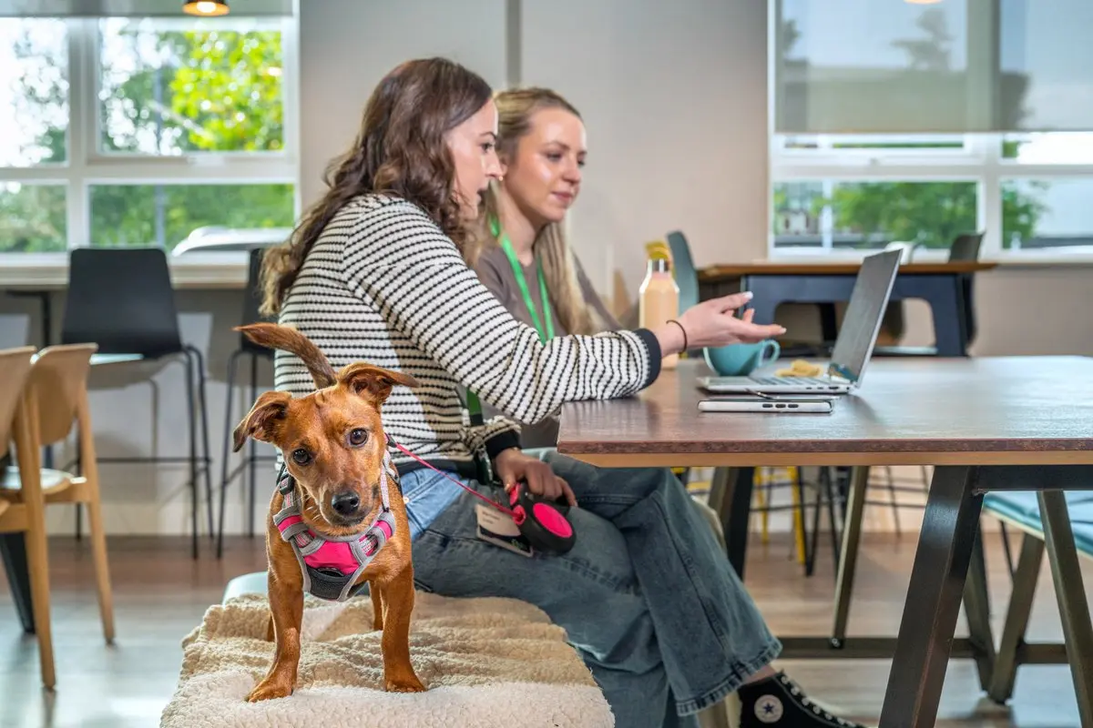 Microsoft 365 IA AI