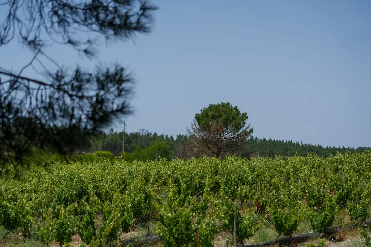 Vinho Série Ímpar Pinheiro da Cruz